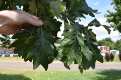 Quercus