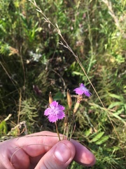 Dianthus eugeniae