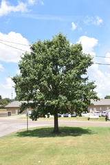 Quercus