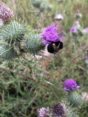 Bombus terrestris