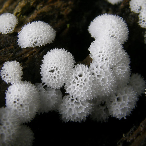 Ceratiomyxa porioides nuotrauka