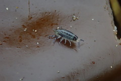 Megalorchestia pugettensis