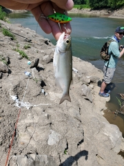 Hiodon alosoides