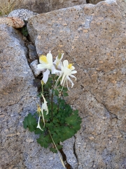 Aquilegia coerulea