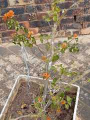 Magnoliopsida