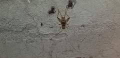 Gryllodes sigillatus