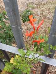 Tecomaria capensis