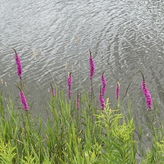 Lythrum salicaria