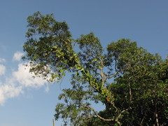 Aiouea montana