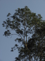 Aiouea montana