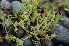 Atriplex gmelinii