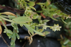 Atriplex gmelinii