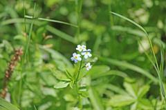 Myosotis scorpioides