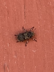 Euparius subtesselatus