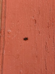 Euparius subtesselatus