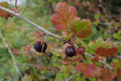 Ribes divaricatum