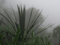 Furcraea