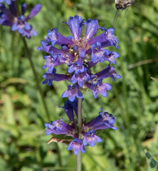 Penstemon rydbergii