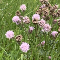 Cirsium arvense