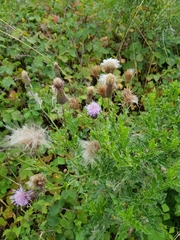 Cirsium arvense