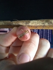 Eburodacrys callixantha