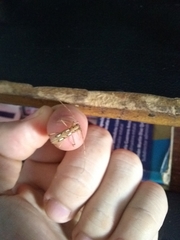 Eburodacrys callixantha