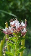 Polanisia dodecandra dodecandra