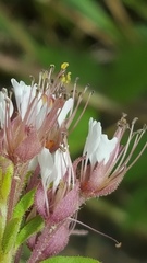 Polanisia dodecandra dodecandra