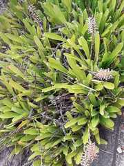 Liliopsida