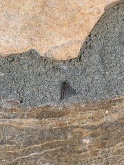 Carphoides incopriarius