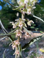Epipactis