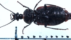 Panagaeus cruxmajor