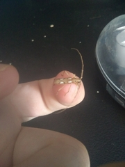 Eburodacrys callixantha