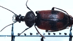 Panagaeus cruxmajor