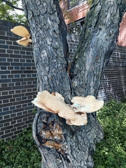 Cerioporus squamosus