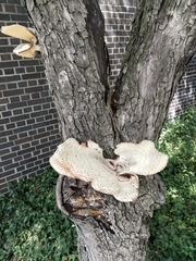 Cerioporus squamosus