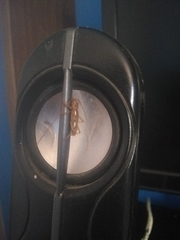 Eburodacrys callixantha