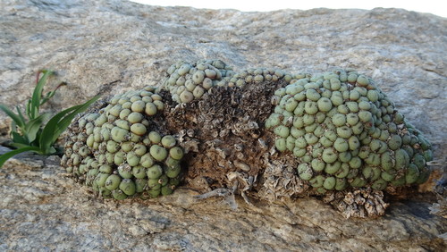 Conophytum minutum
