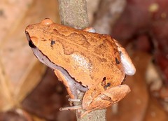 Hamptophryne boliviana