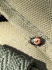 Rhacognathus punctatus