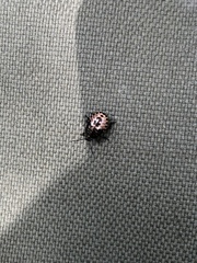 Rhacognathus punctatus