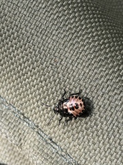 Rhacognathus punctatus