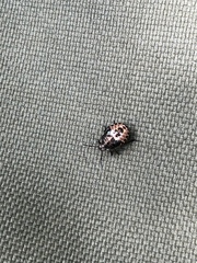 Rhacognathus punctatus