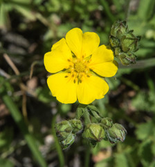 Potentilla gracilis