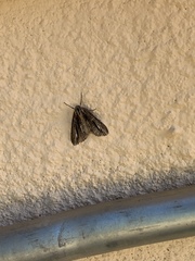 Carphoides incopriarius