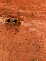 Dasymutilla cressoni
