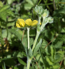 Potentilla gracilis