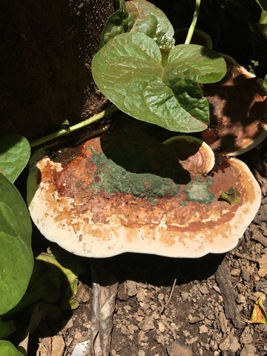 artist's bracket (Ganoderma applanatum)