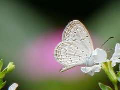 Zizula hylax pygmaea