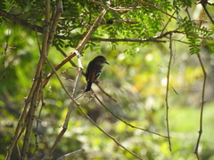 Knipolegus hudsoni